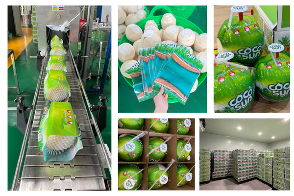 fresh coconut production